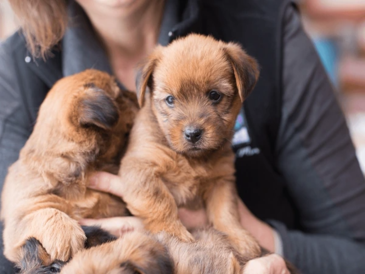 " Voiceless, Not Worthless " - Be Their Voice.